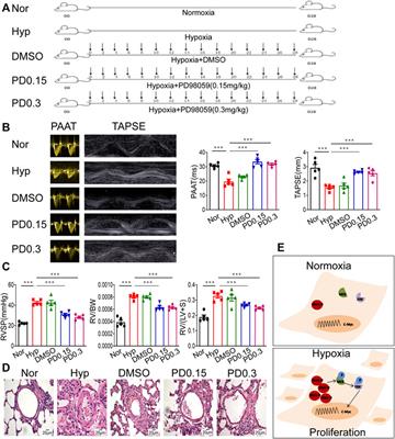 Mxi1-0 Promotes Hypoxic Pulmonary Hypertension Via ERK/c-Myc-dependent Proliferation of Arterial Smooth Muscle Cells